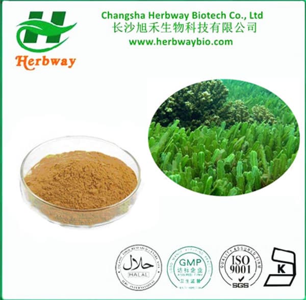 Natural extract Seaweed Extract health food